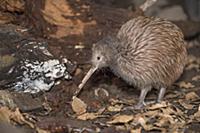 North Island Brown Kiwi (Apteryx australis mantell