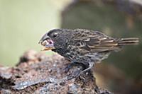 Large Ground Finch (Geospiza magnirostris) feeding