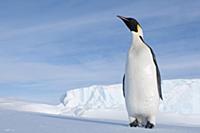 Emperor Penguin (Aptenodytes forsteri), Prydz Bay,