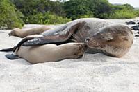 Galapagos Sea Lion (Zalophus wollebaeki) female an