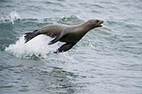 Galapagos Sea Lion (Zalophus wollebaeki) surfing w