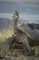 Volcan Alcedo Giant Tortoise (Chelonoidis nigra va