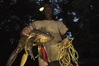 Goliath Frog (Conraua goliath) endangered species 