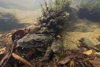 Goliath Frog (Conraua goliath) in river, endangere