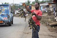 Goliath Frog (Conraua goliath), endangered species
