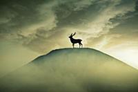 Дикая природа