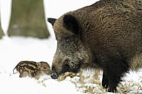 Материнская любовь. 
Самка кабана со своим поросен
