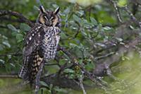 Ушастая сова (Asio otus). Западная часть штата Мон