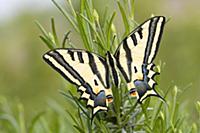 Парусник Алексанор ( Papilio alexanor) - бабочка с