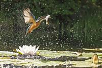 Голубой зимородок (Alcedo atthis), летящий с добыт