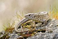 Прыткая ящерица (Lacerta agilis) сидит на камне. С