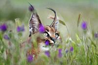 Скрытный Каракал (Caracal caracal) на цветущем луг
