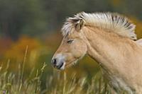 Домашняя лошадь (Equus caballus) пасется на лугу. 