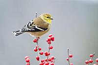 Золотой чиж (Carduelis tristis) на ветке с ягодами