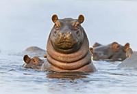Бегемот (Hippopotamus amphibius), Утреннее купание