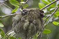 Pygmy Three-toed Sloth (Bradypus pygmaeus) mother 
