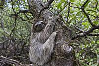 Pygmy Three-toed Sloth (Bradypus pygmaeus), Isla E