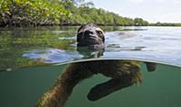 Pygmy Three-toed Sloth (Bradypus pygmaeus) swimmin
