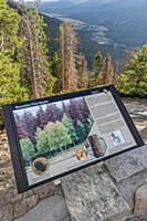Mountain Pine Beetle (Dendroctonus ponderosae) int