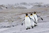 Группа королевских пингвинов (Aptenodytes patagoni