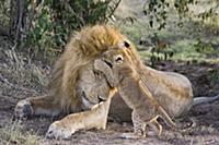 Африканский лев (Panthera leo), присматривает за д