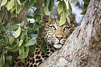 Леопард (Panthera pardus) отдыхает на дереве. Наци