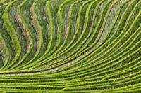 Огромные рисовые поля (Oryza sp), Гуанси (Guangxi)