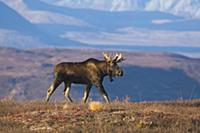 Аляскинский лось (Alces alces gigas), идущий по ту