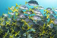 Yellow-tailed Grunt (Anisotremus interruptus) scho