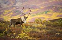 Лесной карибу (Rangifer tarandus), идущий по живоп