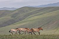 Лошадь Пржевальского (Equus ferus przewalskii) коб