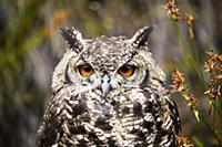 Африканский филин (Bubo africanus). Западная Капск