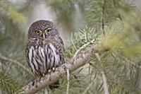 Воробьиный сыч-гном (Glaucidium gnoma), птица из с