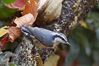 Канадский поползень (Sitta canadensis), сидит на д