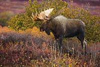 Лось (Alces alces gigas), крупнейшее травоядное, в