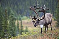Гренландский северный олень (Rangifer tarandus gro