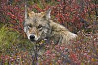 Серый волк (Canis lupus), отдыхающий в осенней тун