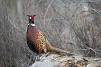Обыкновенный фазан (Phasianus colchicus), в долине