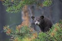 Черный медведь Барибал (Ursus americanus) сидящий 