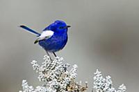 Белокрылый расписной малюр (Malurus leucopterus) -