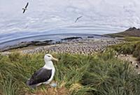 Black-browed Albatross (Thalassarche melanophrys) 