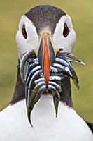 Atlantic Puffin (Fratercula arctica) with fish pre