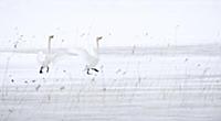 Whooper Swan (Cygnus cygnus) adult pair, displayin