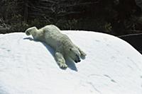 Polar Bear (Ursus maritimus) sliding down snow ban