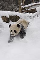 Giant Panda (Ailuropoda melanoleuca) six month old