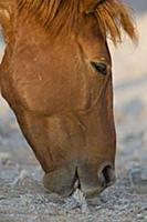 Namib Desert Horse (Equus caballus) grazing, Namib