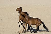 Namib Desert Horse (Equus caballus) stallions figh