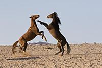 Namib Desert Horse (Equus caballus) stallions figh