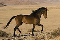 Namib Desert Horse (Equus caballus) stallion displ