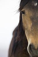 Namib Desert Horse (Equus caballus), Namib-Naukluf